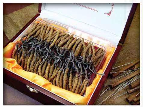 兰西冬虫夏草回收